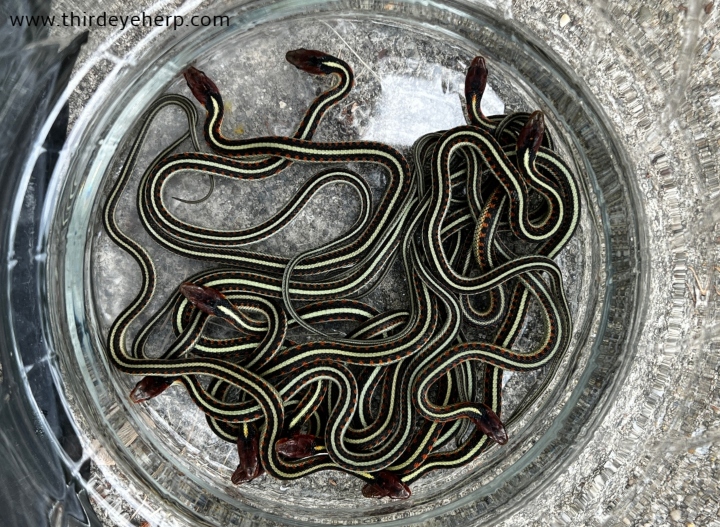 California Red-sided Garter Snakes